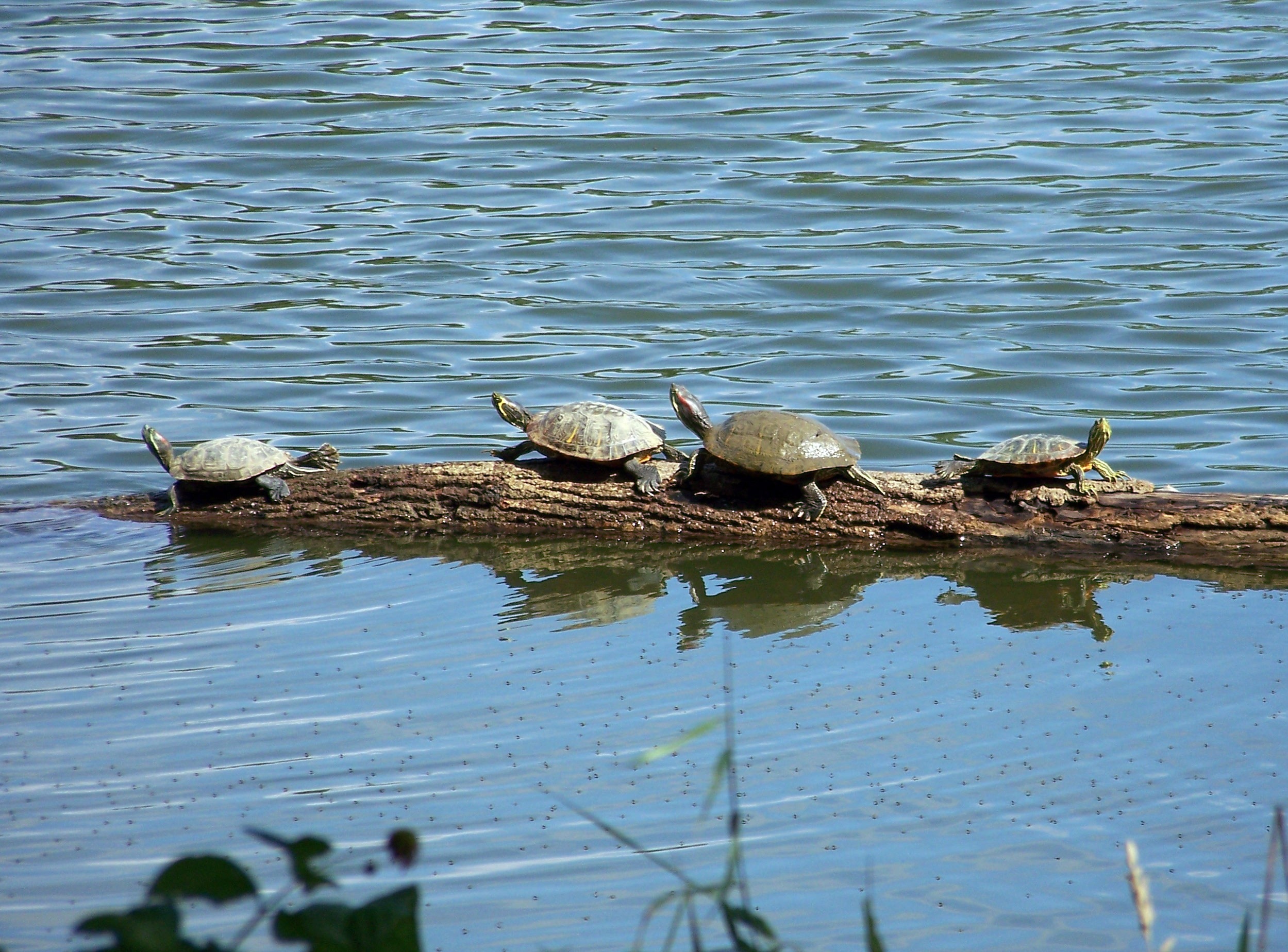 4 turtles