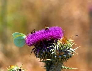 bee and purple flower thumbnail