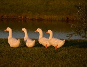 four white ducks near body of water thumbnail
