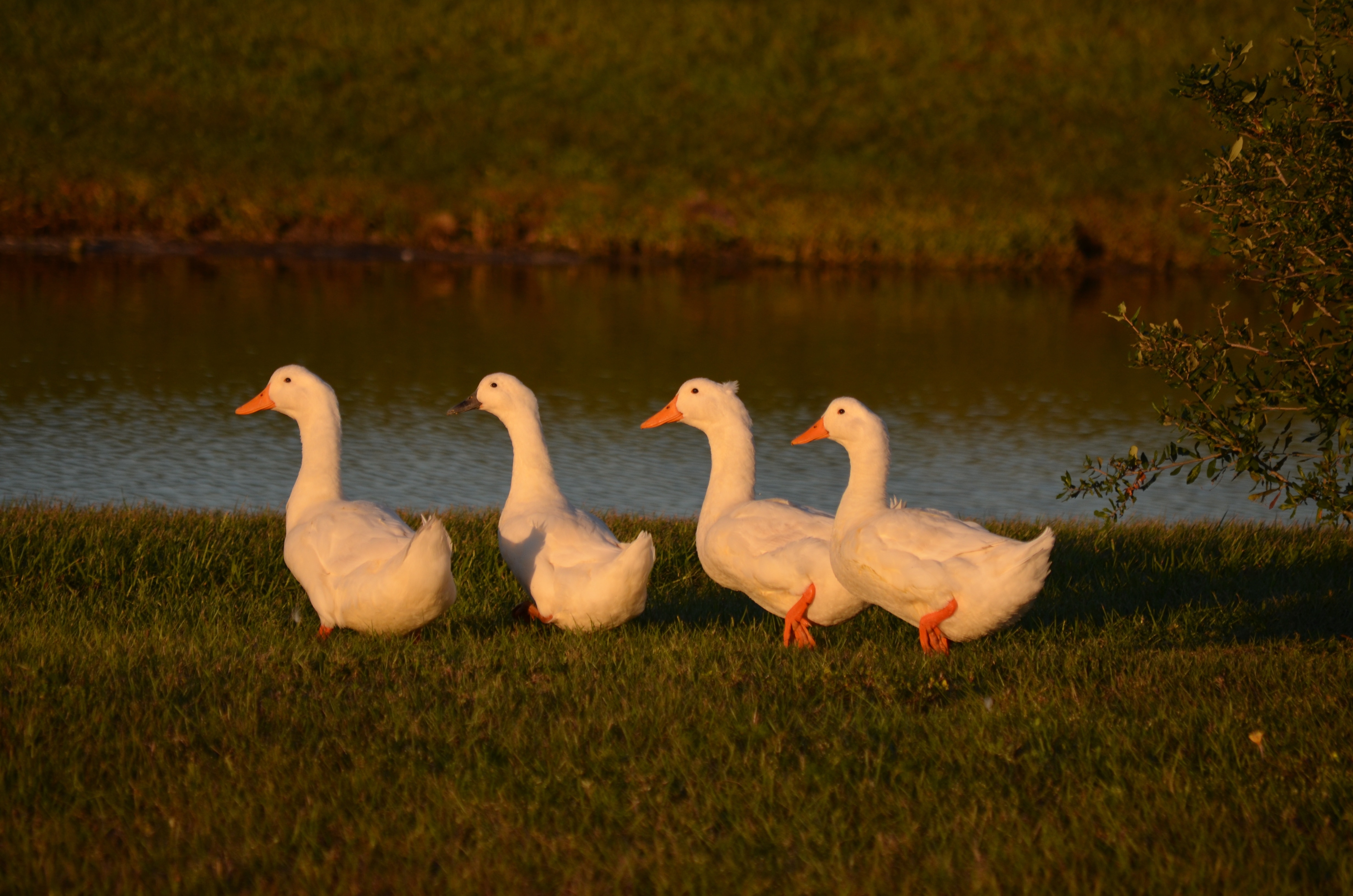 four white ducks near body of water