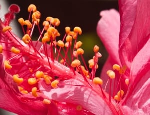 closeup photography of red petaled flower thumbnail