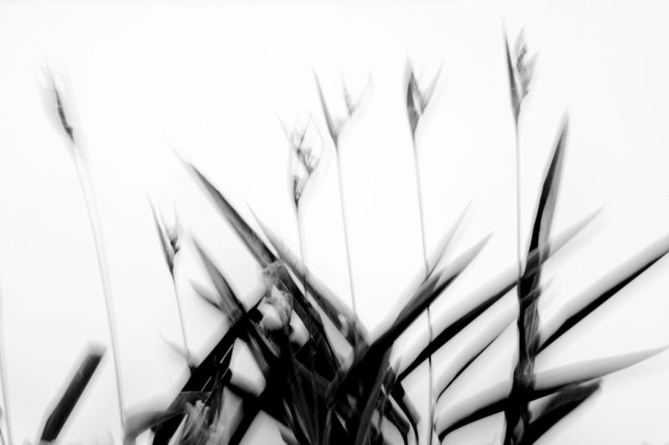 black and white photo of plant preview