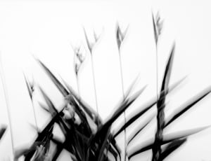 black and white photo of plant thumbnail