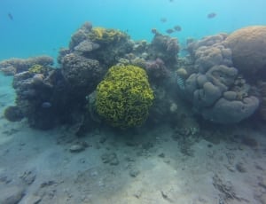 black grey and green coral reefs thumbnail