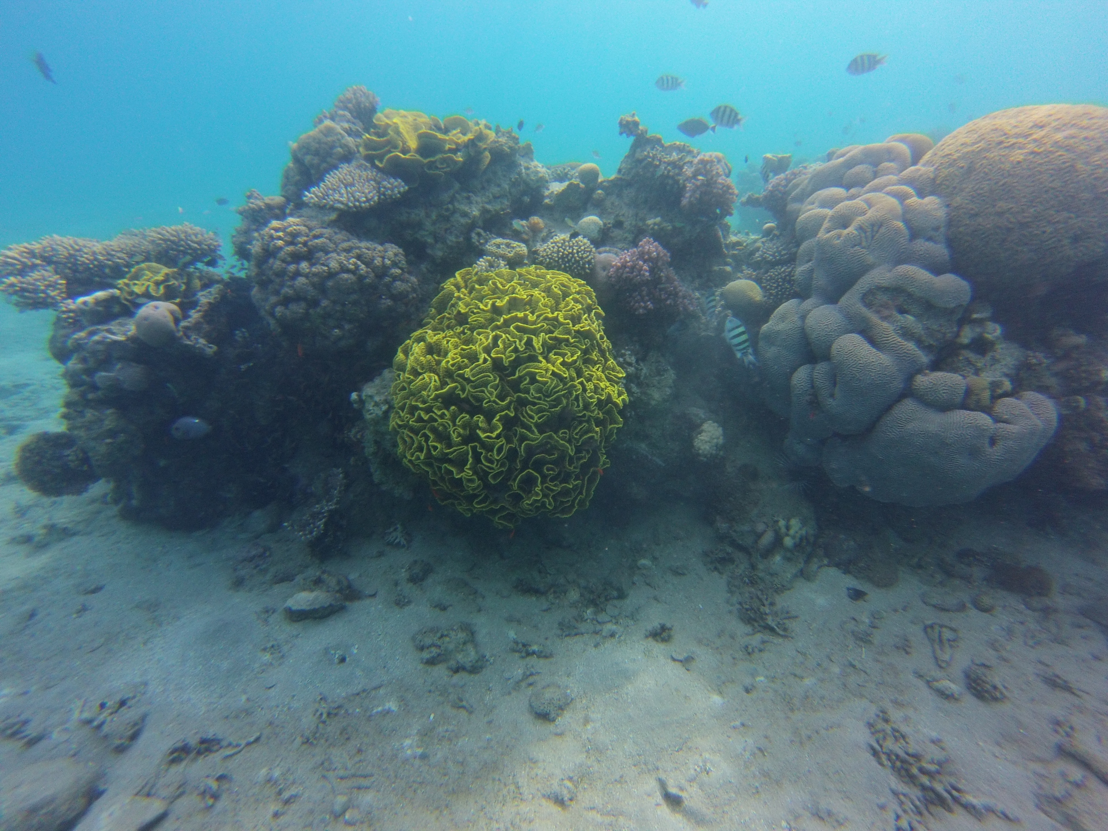 black grey and green coral reefs