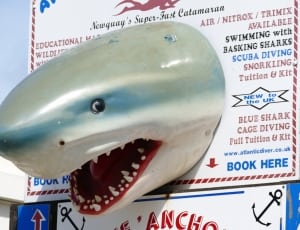 shark head wall mount thumbnail