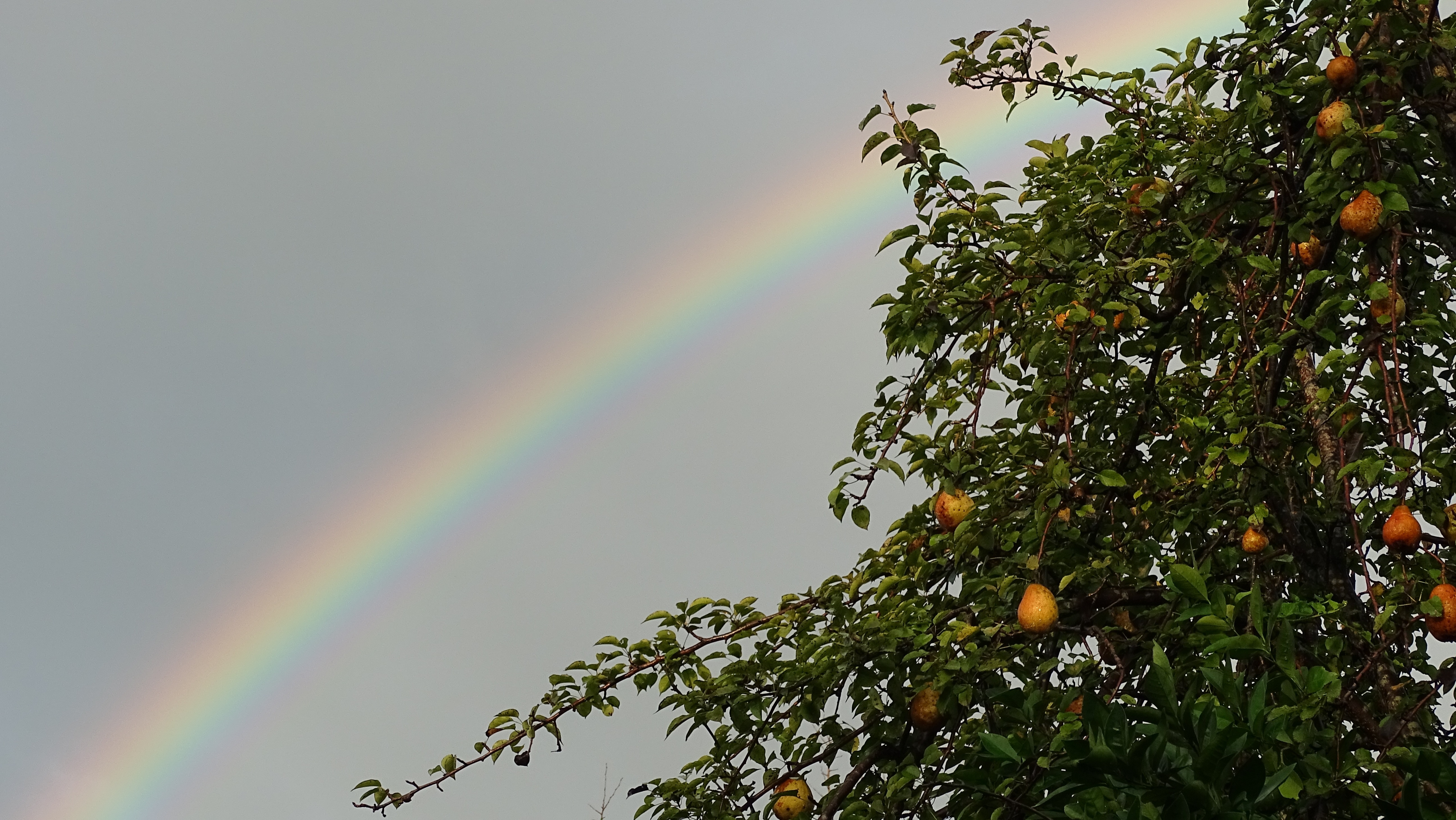 rainbow photo