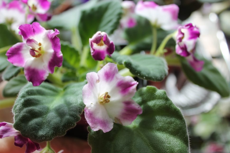 white pink african violets preview