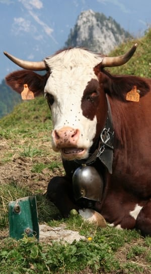brown and white cow thumbnail