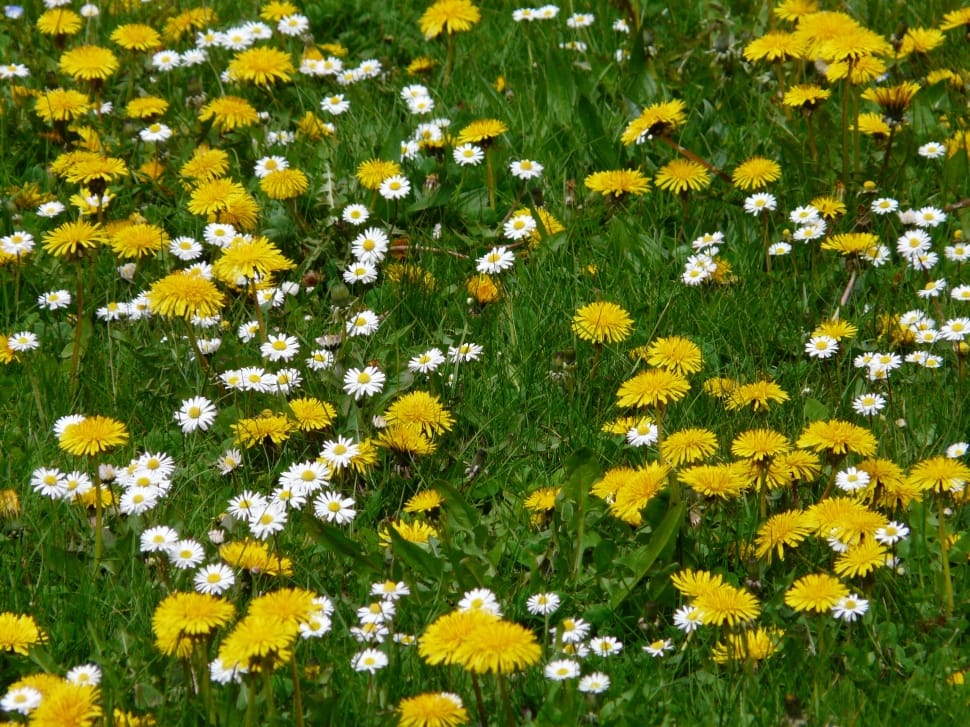 yellow and white daisies preview