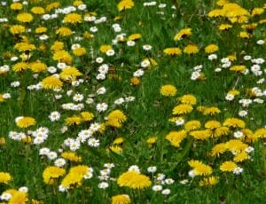 yellow and white daisies thumbnail