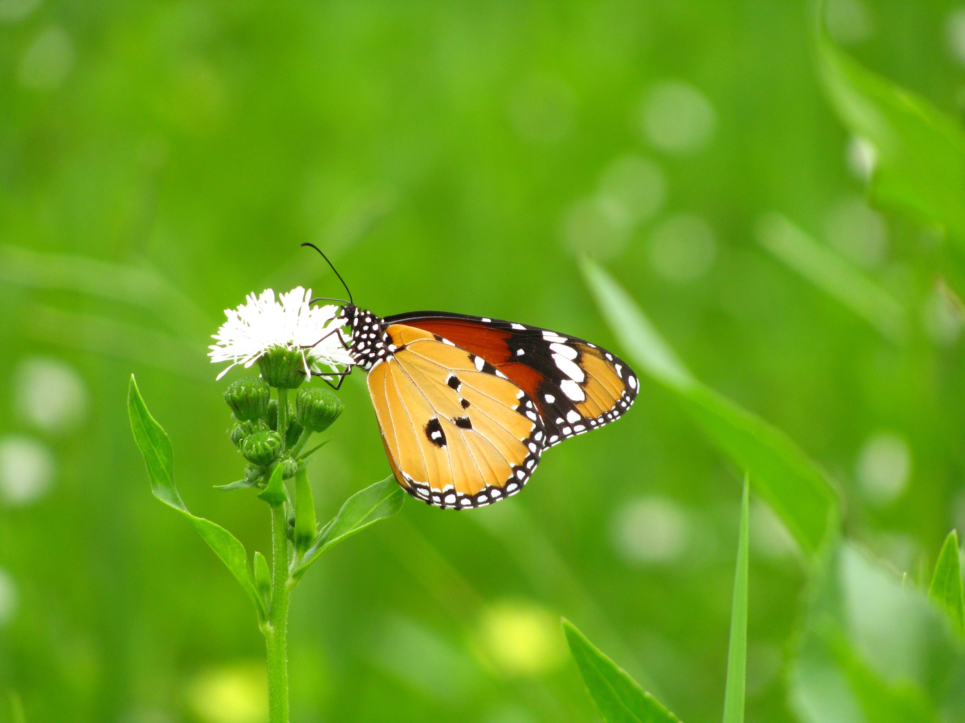 Желто зеленая бабочка. Бабочка. Зелень и бабочки. Насекомые в траве. Бабочки на травинке в природе.