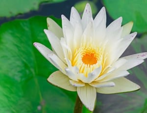white and yellow water lily thumbnail