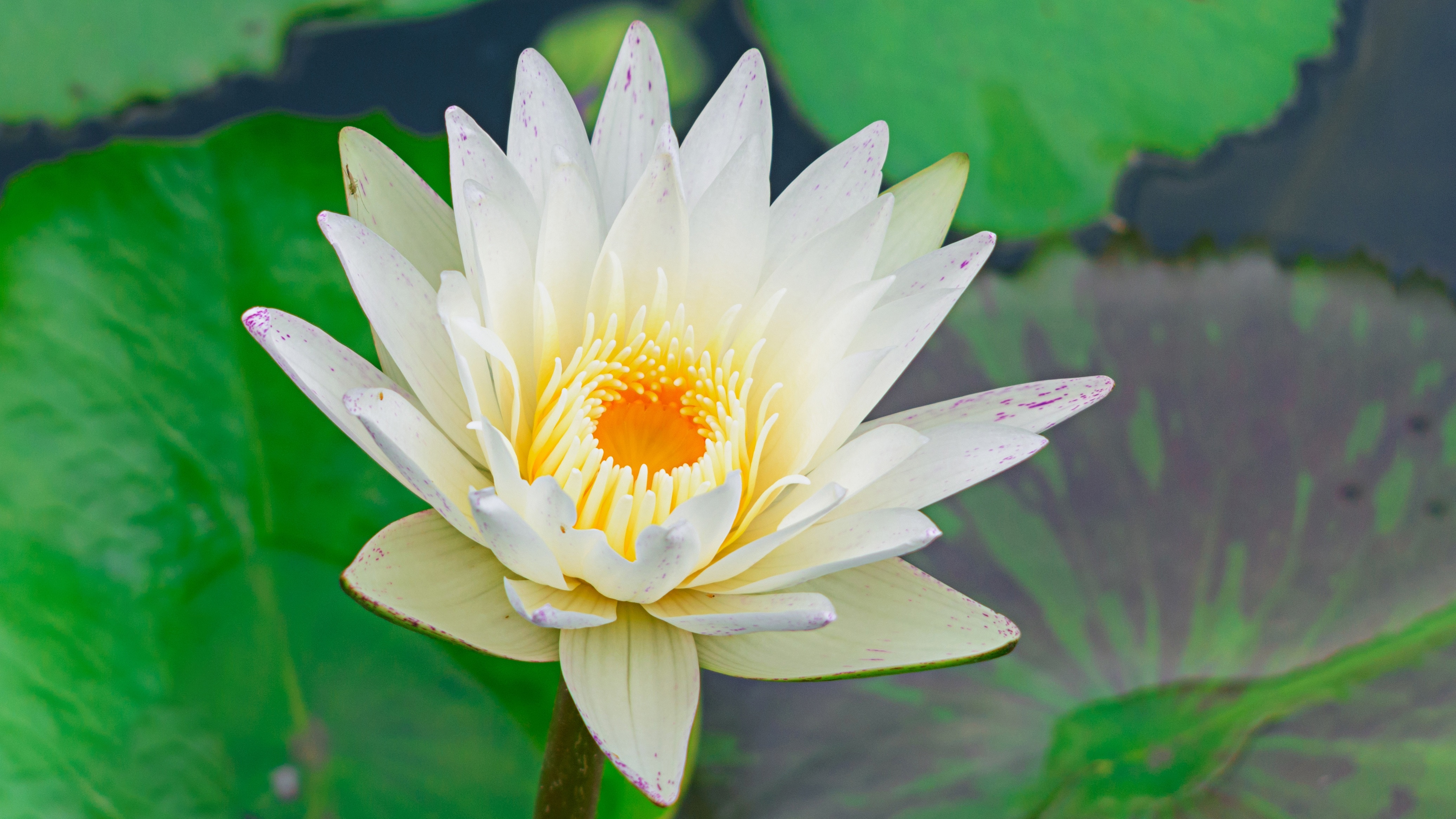 white and yellow water lily