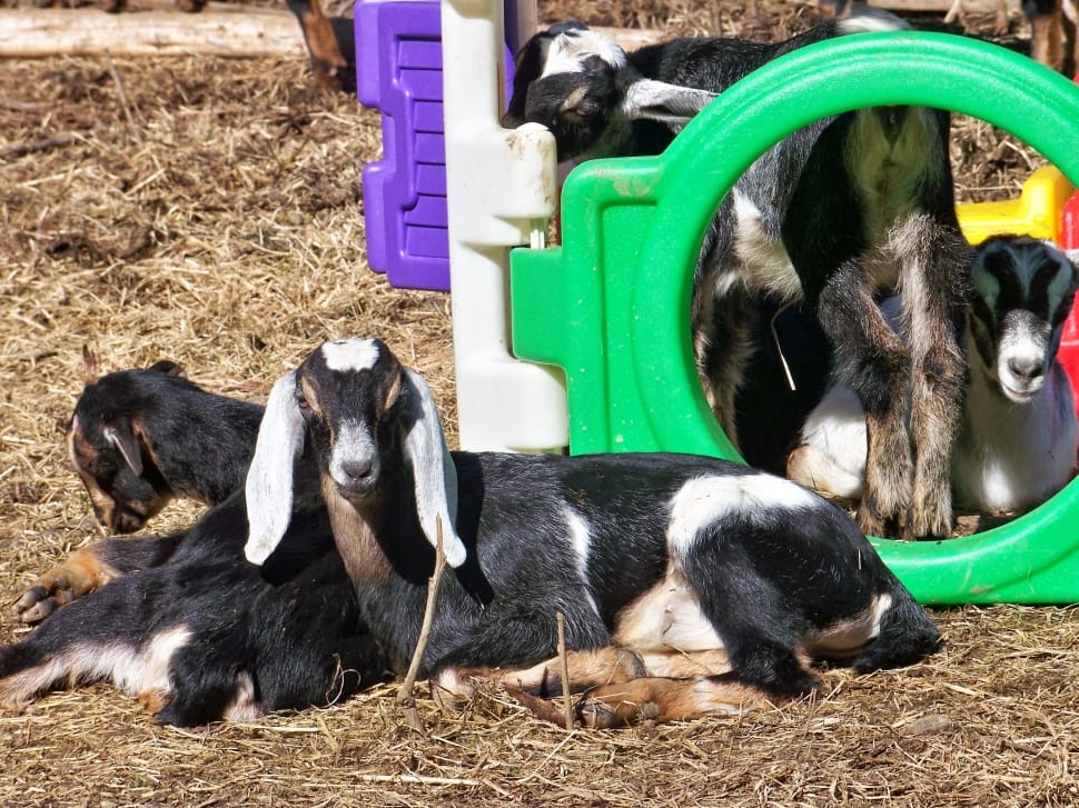 black white and brown beetal goats preview