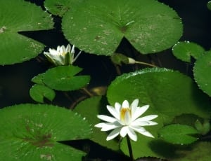 white water lily thumbnail