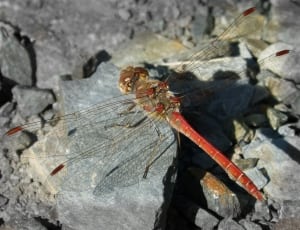 brown and red dragonfly thumbnail