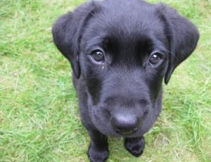 black labrador retriever puppy thumbnail