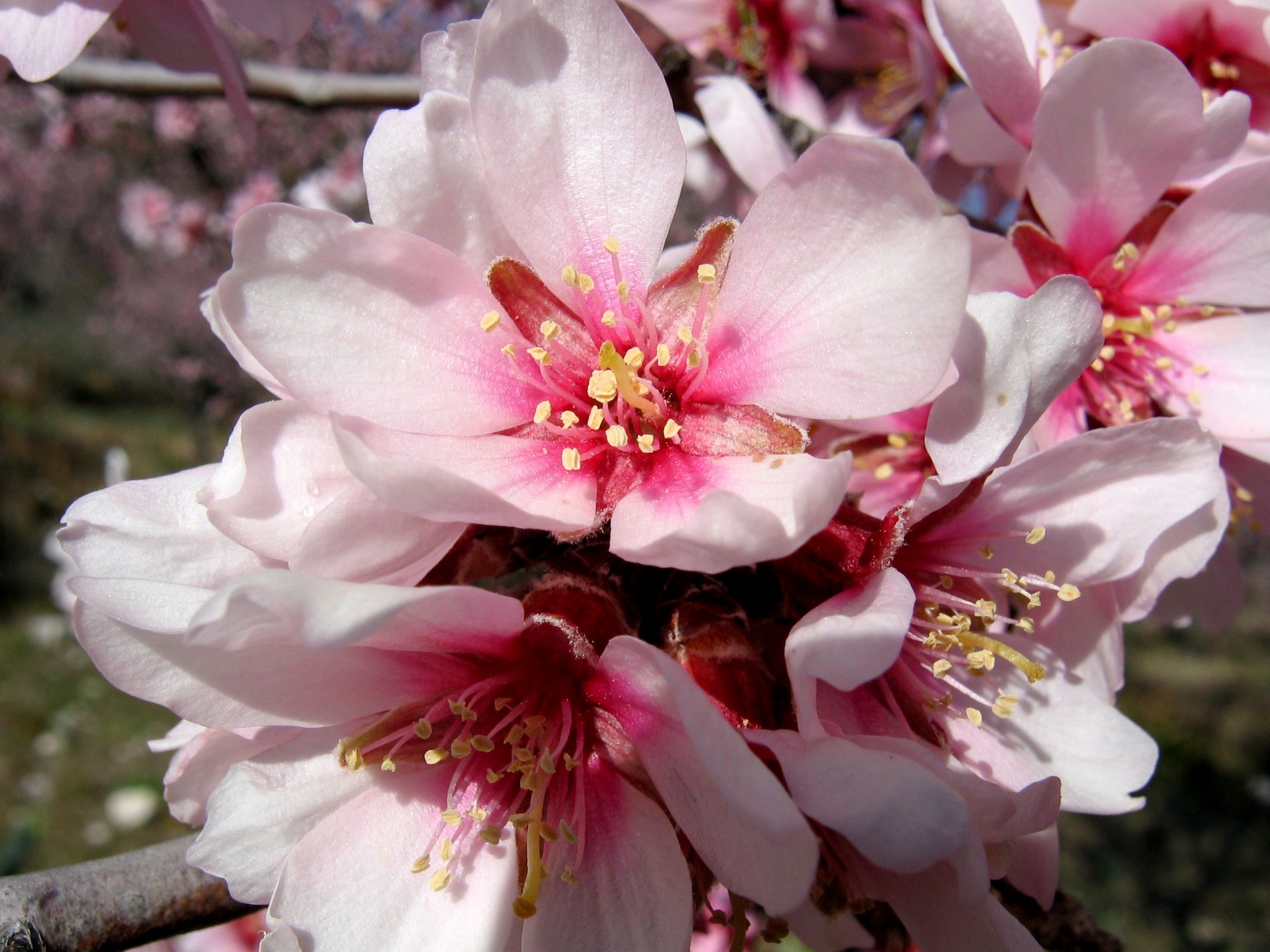 white and pink petaled flowers