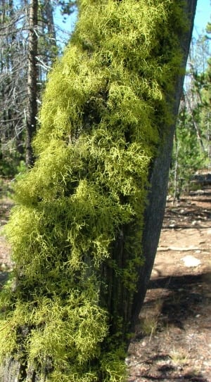 green moss thumbnail