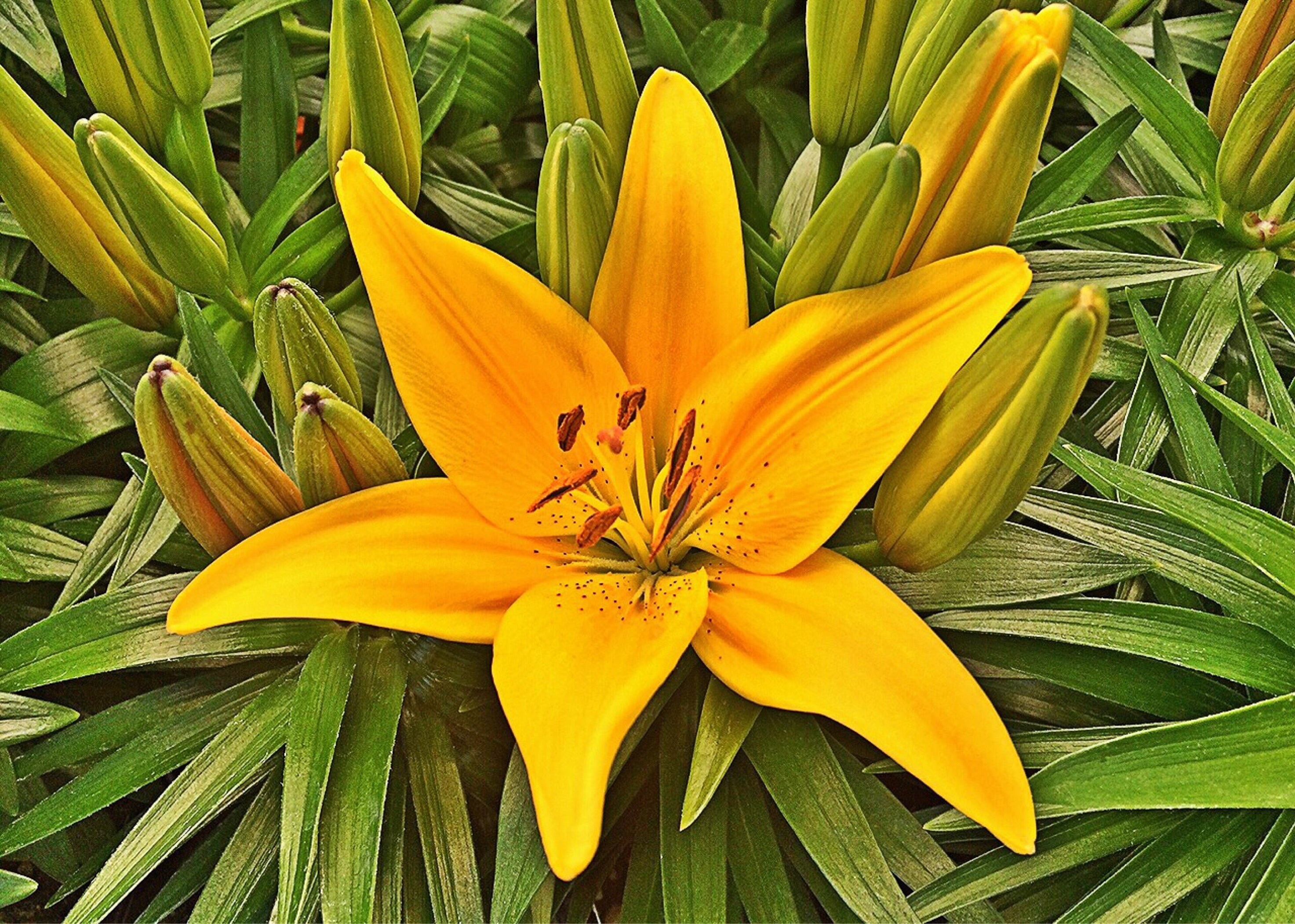 yellow petaled flower