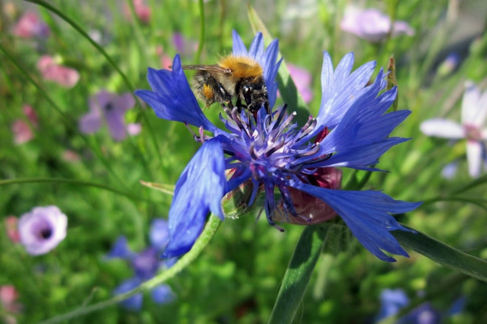 bumble bee and blue petaled flower preview