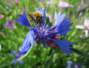 bumble bee and blue petaled flower thumbnail