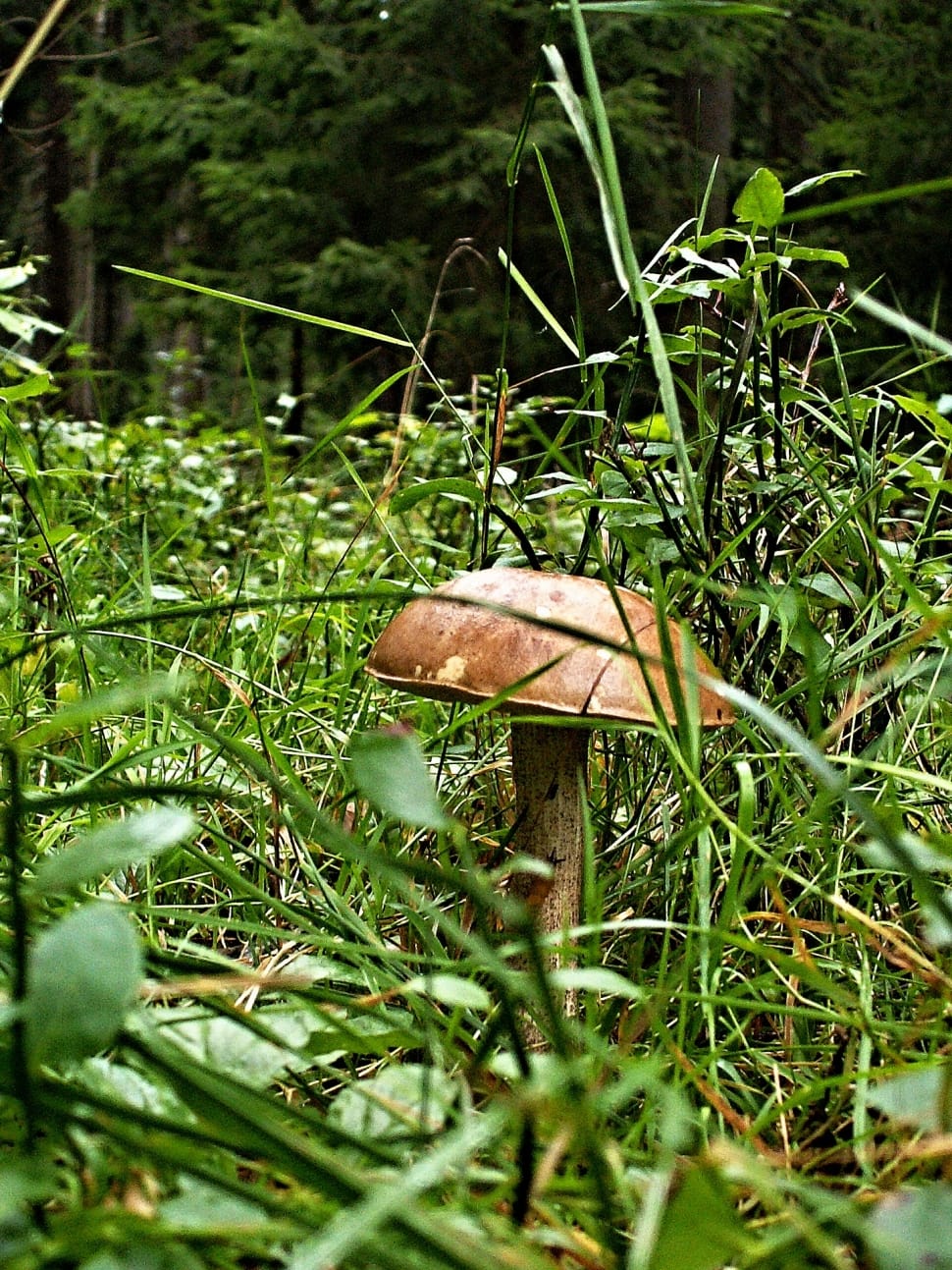 brown mushroom preview
