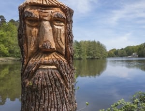brown wood curved tree beside body of water thumbnail