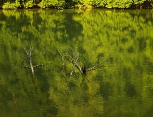 bare tree in water thumbnail