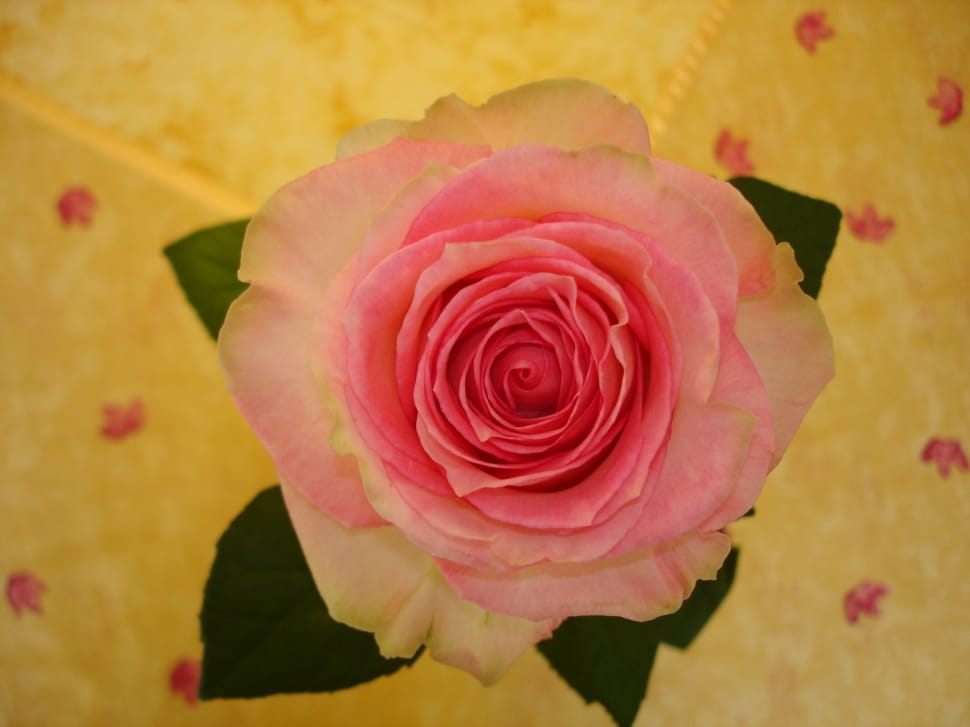 pink and white rose preview