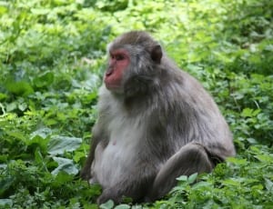gray monkey thumbnail
