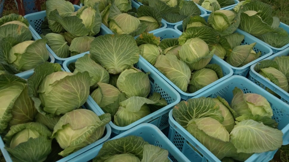 cabbage lot preview