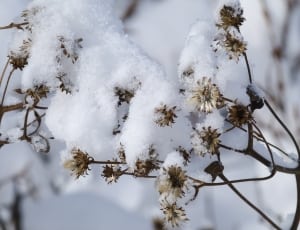 brown petaled flower with snow thumbnail