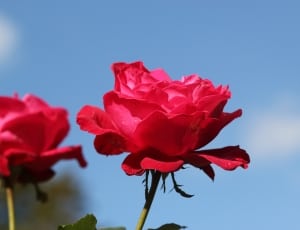red rose at daytime thumbnail