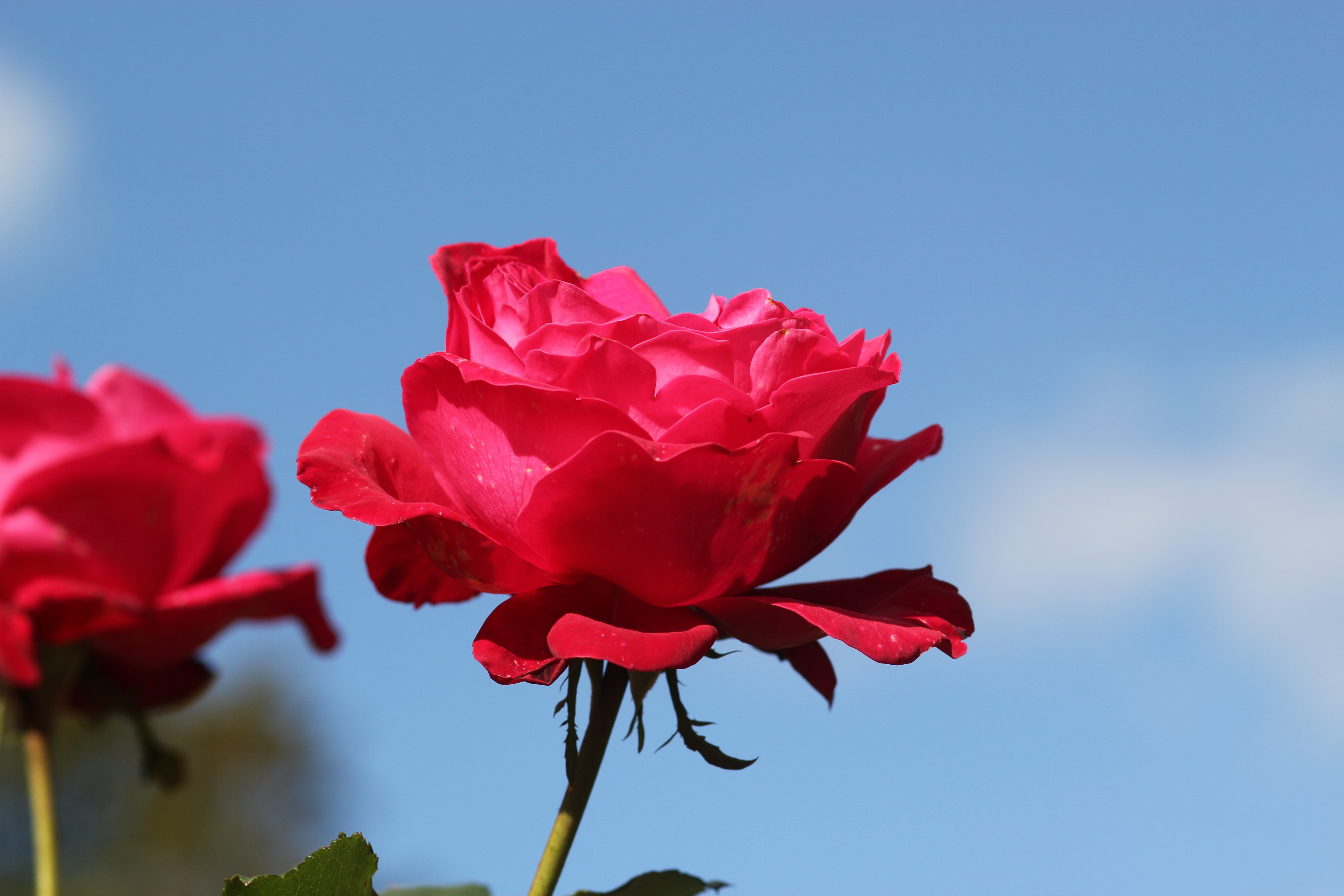 red rose at daytime