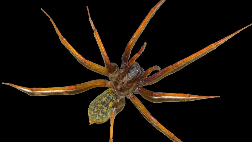 brown recluse spider preview