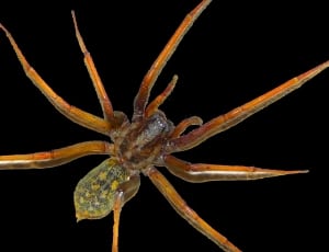brown recluse spider thumbnail