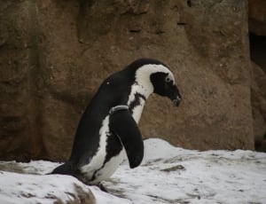 black and white penguin thumbnail