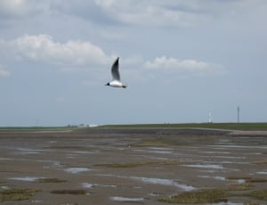 white seagull flying near green grass during daytime thumbnail