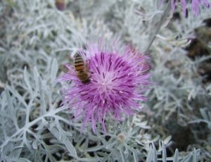 bee on purple and white flower thumbnail
