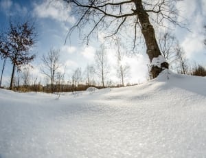 brown dried trees and white snow thumbnail