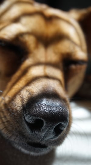 red short coat medium size dog on closeup photography thumbnail