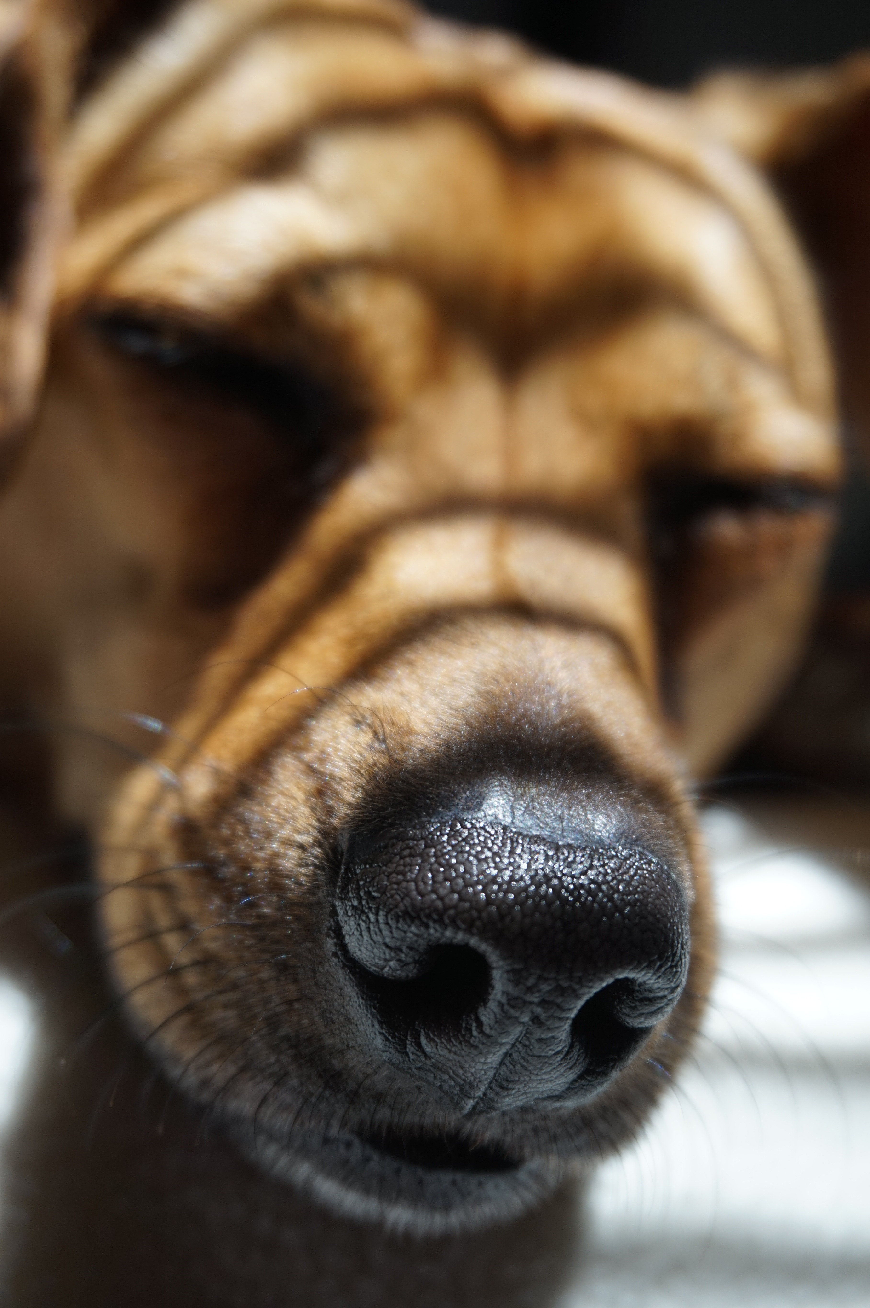 red short coat medium size dog on closeup photography