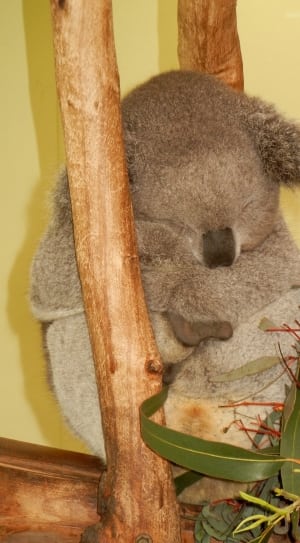 brown koala thumbnail