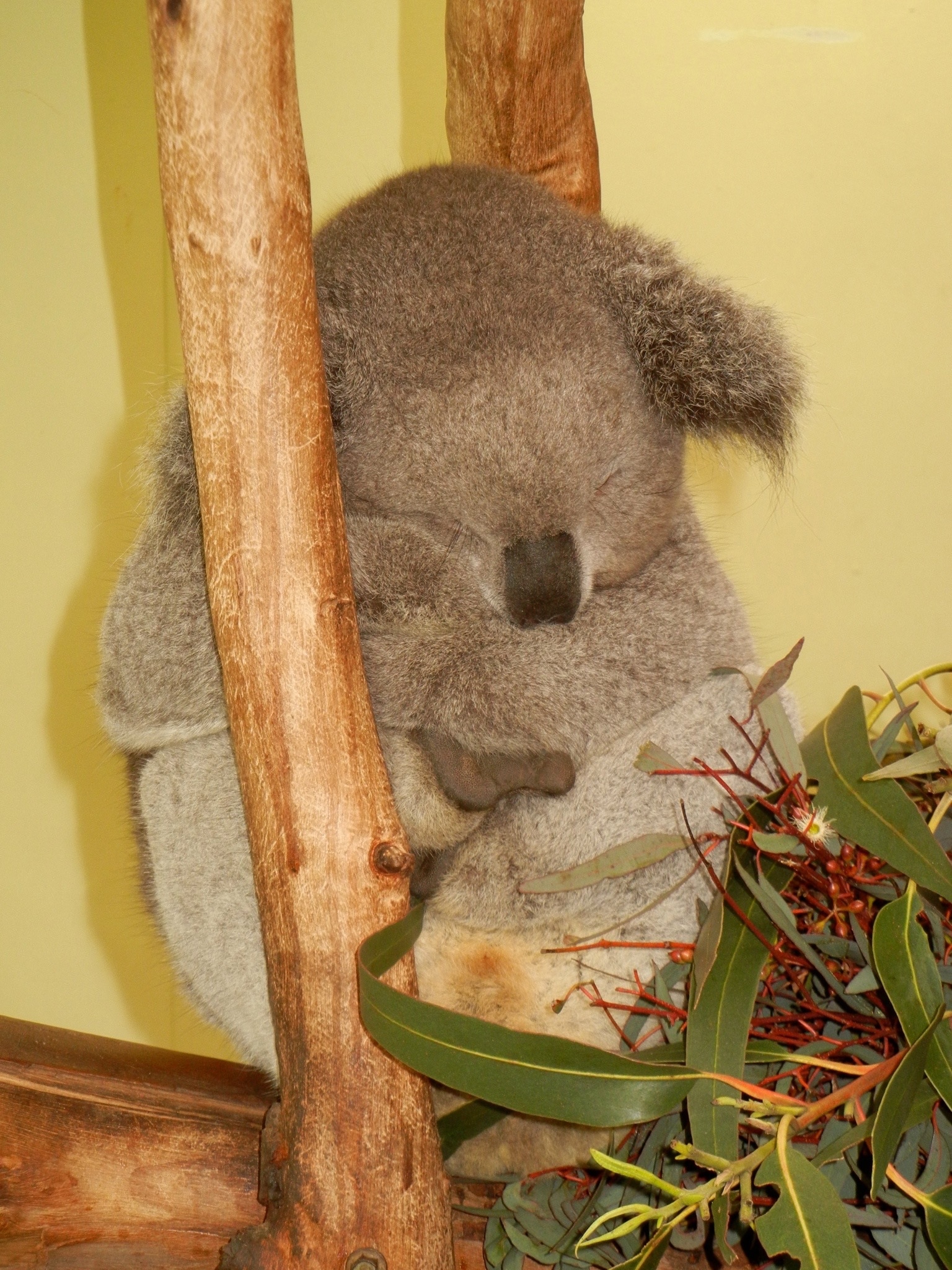 brown koala