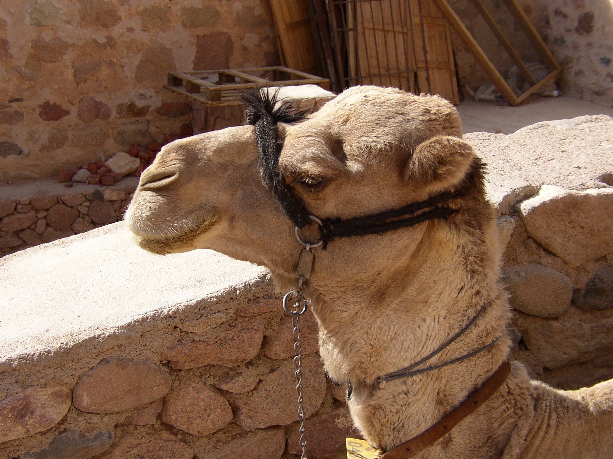 brown camel