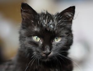 black and gray cat thumbnail
