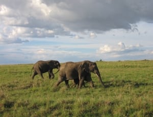 2 brown elephants thumbnail