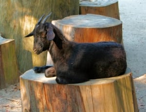 black goat thumbnail